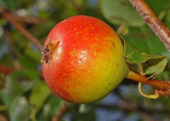 GRUSZA POSPOLITA POLNA Pyrus pyraster - NASIONA 300 sztuk - 10g. GRUSZA POSPOLITA POLNA Pyrus pyraster - NASIONA 300 sztuk - 10g.