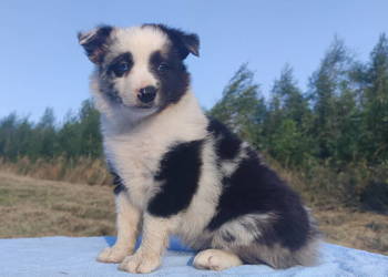 Prześliczna Suczka BORDER COLLIE - pełna dok. super rodzice