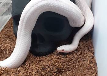 Czaszka wąż agama gekon skorpion itd