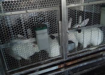 Króliki termondzkie Króliki termondzkie