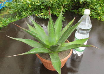Kilkunastoletnia agawa górska - agave montana - mrozoodporność do -12°C