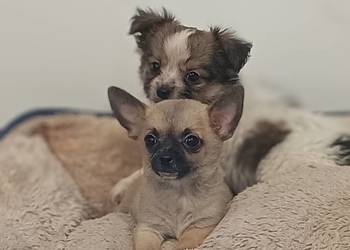 Chihuahua pieski