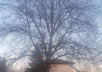 Drzewo orzech włoski do ścięcia w całości