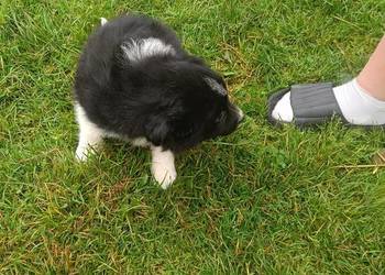 Pieski border collie