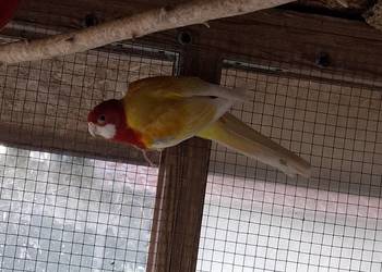 Rozella Białolica 2024  samiec