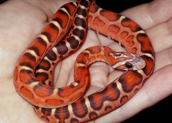 Wąż zbożowy SCALELESS, węże zbożowe - bezłuskie
