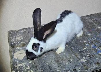 Samice olbrzym srokacz czarny srokacz niemiecki