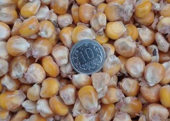 kukurydza sucha , owies 2025