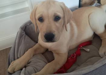 Labrador Retriever z rodowodem