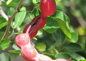 TAMARYNOWIEC MANILSKI Pithecellobium dulce - NASIONA 100g