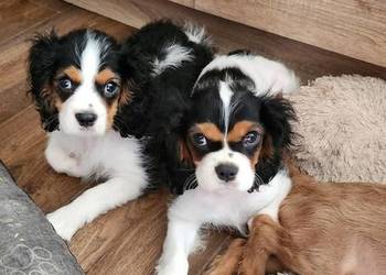 Cavalier king charls spaniel
