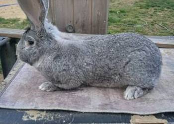 Królik Belgijski olbrzym szynszylowy