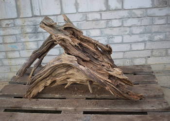 Korzeń ozdobny do ogrodu