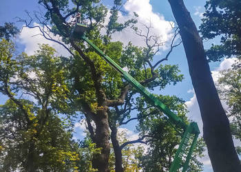 Wycinka i pielęgnacja drzew, żywopłotów i krzewów. Zapraszamy.