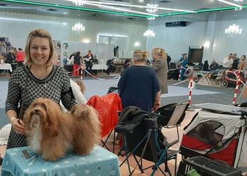 Suczka piesek Hawańczyk po Championach FCI  ZKwP