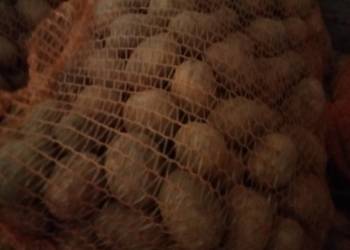 Ziemniaki jadalne soraya