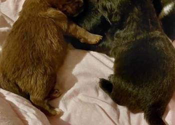 Yorkiepoo szczeniaki okolice Warszawy gotowe do zmiany domu