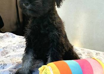 Sznaucer miniaturowy