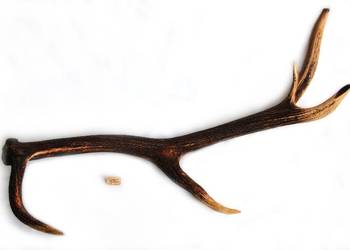 Poroże jelenia szlachetnego, zrzut, 93 cm.