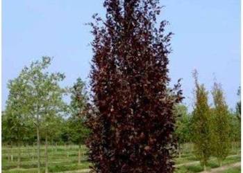Buk Kolumnowy DAWYCK PURPLE 8-10