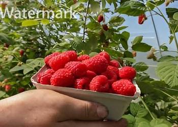 Maliny Enrosadira - Delniwa - Mapema - Maravilla- Margarita /wysyłka /
