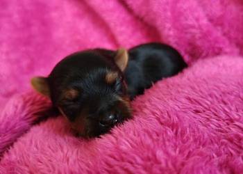 Piesek yorkshire terrier do rezerwacji