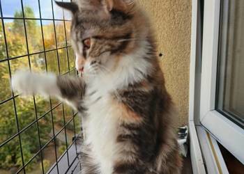 Maine coon piekna kotka