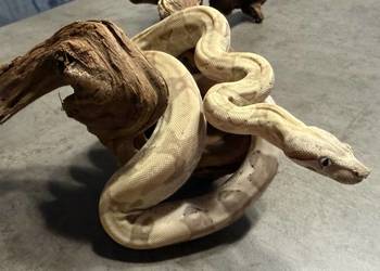 Boa Imperator Arcticglow