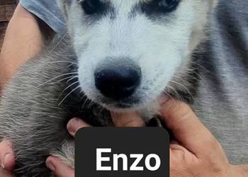 Syberiany husky