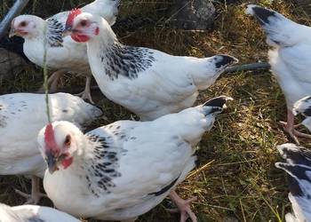 Kogutki Sussex, leghorn, mix