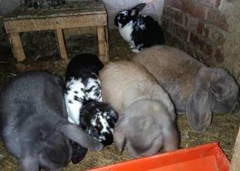 Sprzedam barany francuskie