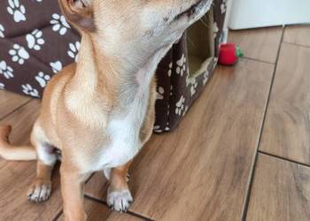 Chihuahua 3 miesięczna suczka