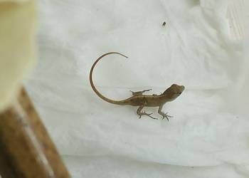 Młody Anolis sagrei