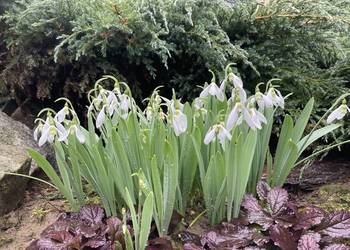 Przebiśnieg Elwesa cebulki cebule