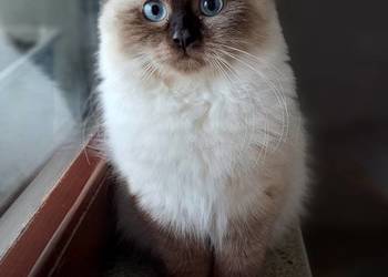 Kotka neva masquerade seal point syberyjska