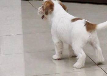 Jack Russell Terrier Zkwp/FCI