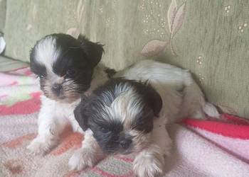 Szczeniaki shih tzu