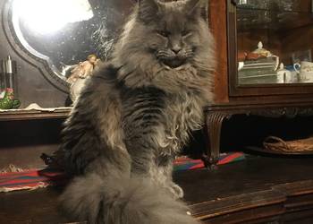Kocięta Maine Coon wielkie koty