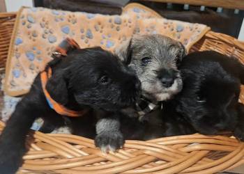 Cudny sznaucerek miniaturowy *szczeniaczki* czarne, pieprz-sól