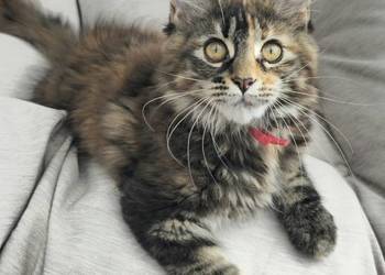 Maine coon gotowa do odbioru