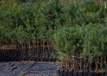 Sosna zwyczajna (Pinus sylvestris) wys. 50-70 cm, donica 1 l