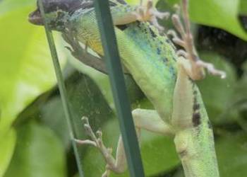 Anolis roquet summus 'macouba' Samiec