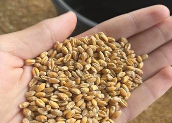 Pszenica, owies , jeczmień