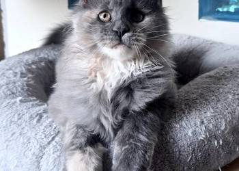 Maine Coon - Niebieska  szylkretka Meriva  ! Linia Shaded ! Maine Coon - Niebieska  szylkretka Meriva  ! Linia Shaded !