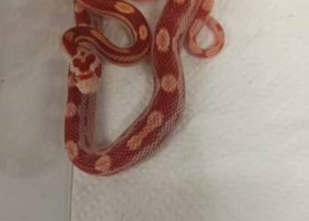 Wąż zbożowy Pantherophis guttatus młody alibinos