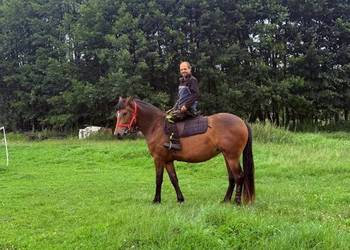 Koń klacz Jasmina Riwiera 160cm ostoja spokoju