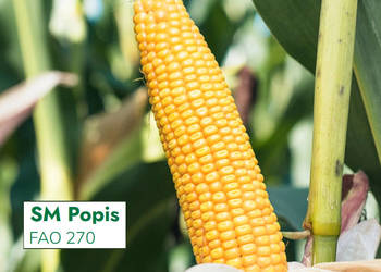 Materiał siewny kukurydza SM Popis FAO 270 na kiszonkę