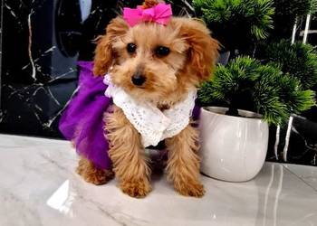 Unikatowa xxs sunia pudel teacup baaaardzo malutka