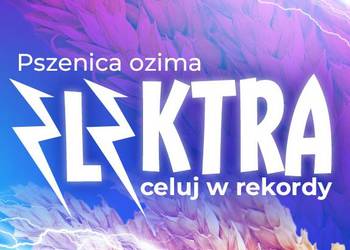 Pszenica ozima ELEKTRA