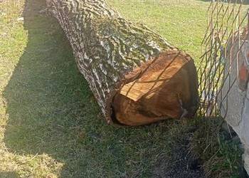 Orzech Włoski pień kłoda na meble live edge monolity Karpa
